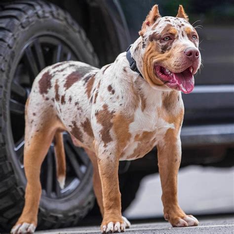 If youre thinking about getting a lilac Pit, be prepared to pay a higher price than you would for a traditional Pitbull. . Tri color pitbull price